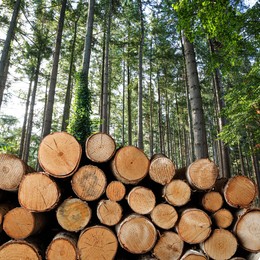 Image of Stacked cut firewood near trees in forest