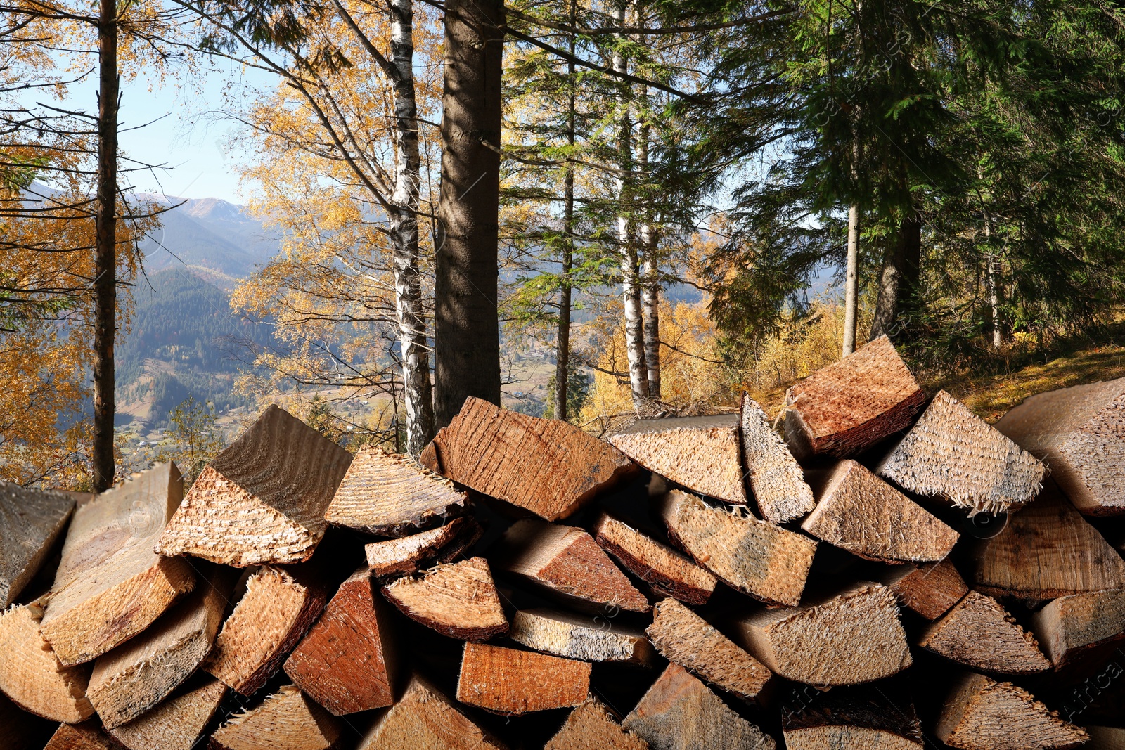 Stacked cut firewood near trees in mountain forest Image of Stacked cut firewood near trees in mountain forest