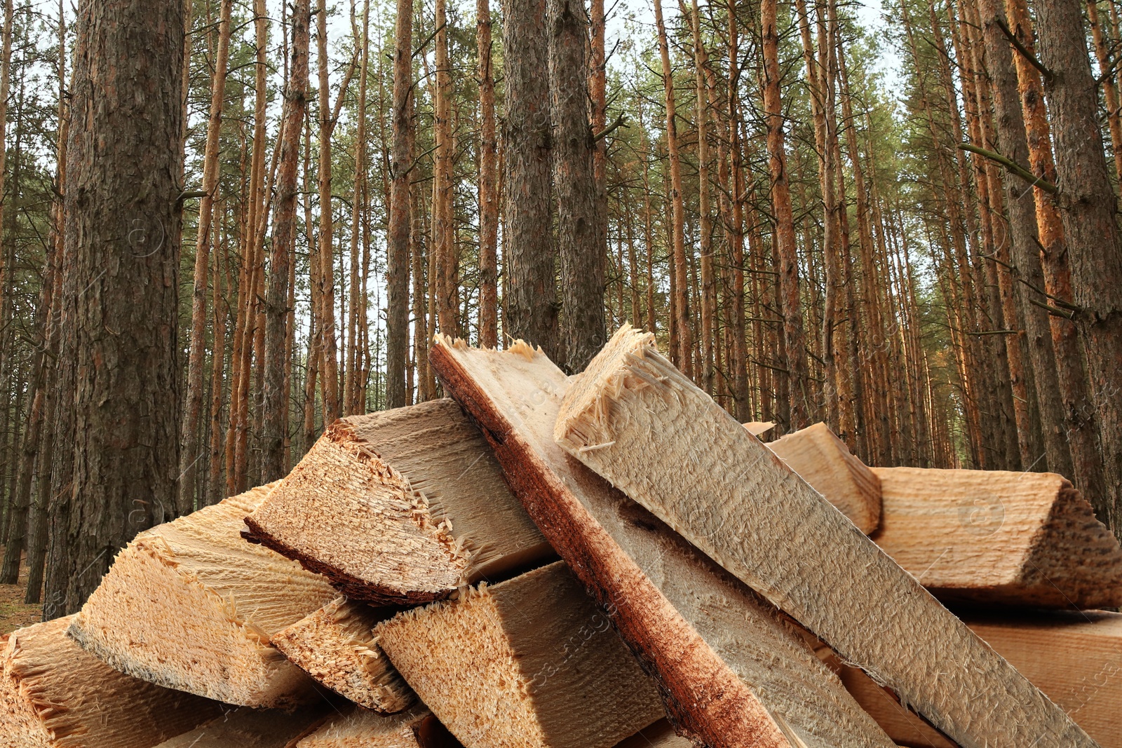 Image of Pile of cut firewood near trees in forest