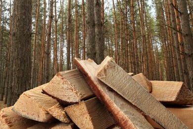 Image of Pile of cut firewood near trees in forest