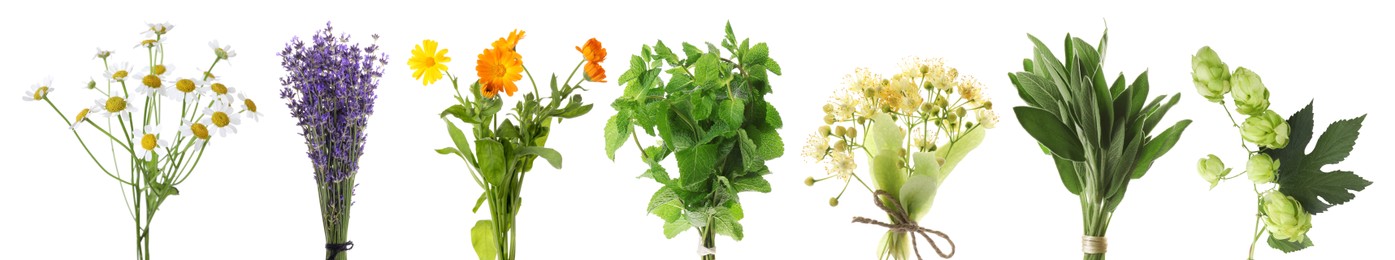 Image of Fresh chamomile flowers and other herbs isolated on white, set
