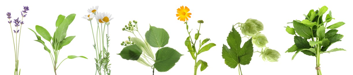 Image of Fresh chamomile flowers and other herbs isolated on white, set