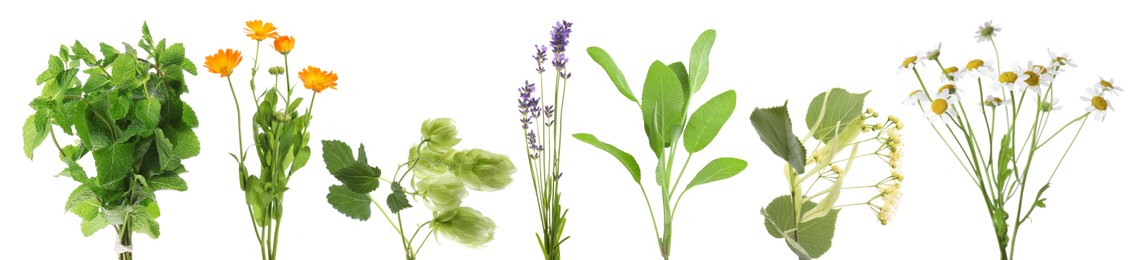 Image of Fresh chamomile flowers and other herbs isolated on white, set