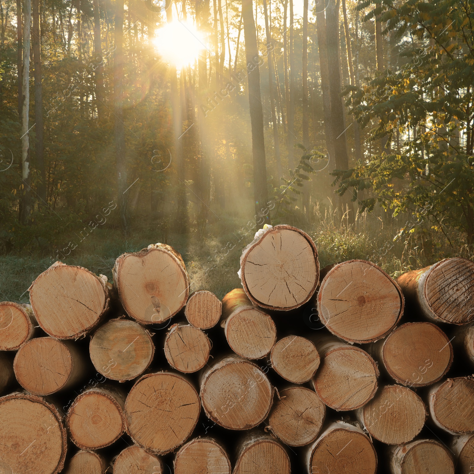 Stacked cut firewood near trees in forest on sunny morning Image of Stacked cut firewood near trees in forest on sunny morning