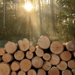 Image of Stacked cut firewood near trees in forest on sunny morning