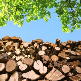 Image of Stacked cut firewood under tree branches with green leaves