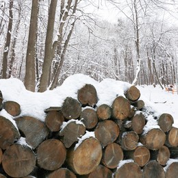 Image of Cut firewood covered with snow near trees in forest