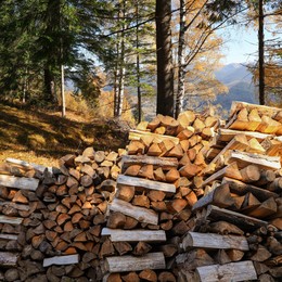 Image of Stacked cut firewood near trees in mountain forest