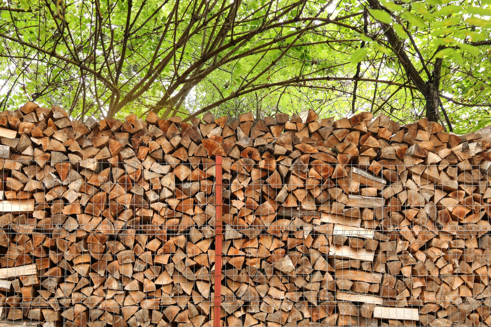 Stacked cut firewood near trees in forest Image of Stacked cut firewood near trees in forest