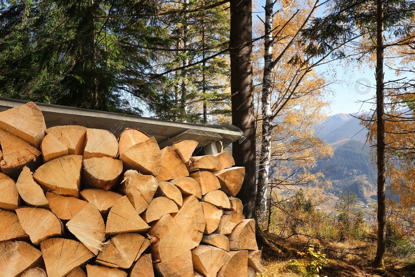 Stacked cut firewood near trees in mountain forest Image of Stacked cut firewood near trees in mountain forest