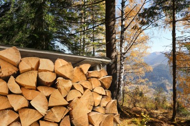 Image of Stacked cut firewood near trees in mountain forest