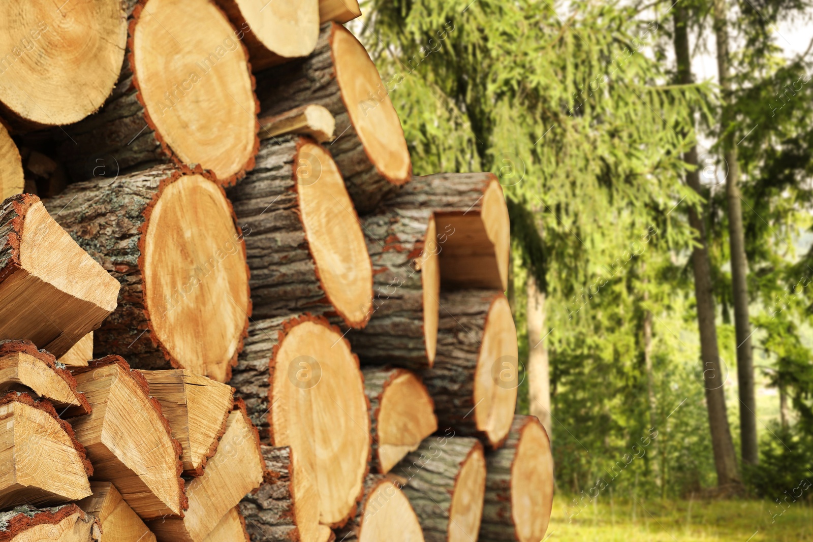 Pile of cut firewood near trees in forest Image of Pile of cut firewood near trees in forest