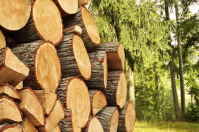 Image of Pile of cut firewood near trees in forest