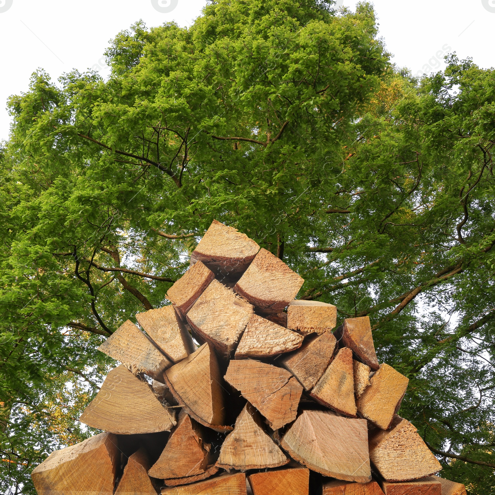 Pile of cut firewood near green tree outdoors Image of Pile of cut firewood near green tree outdoors