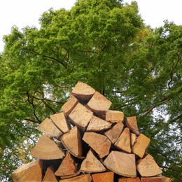 Image of Pile of cut firewood near green tree outdoors