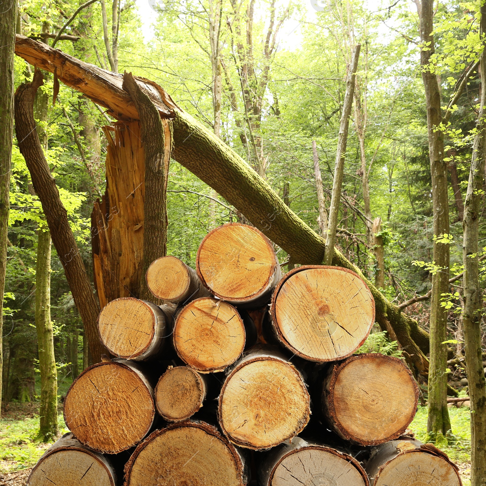 Pile of cut firewood near trees in forest Image of Pile of cut firewood near trees in forest