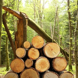 Image of Pile of cut firewood near trees in forest