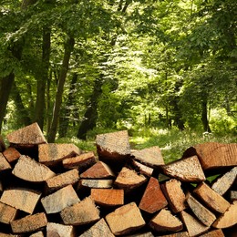 Image of Pile of cut firewood near trees in forest