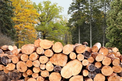 Image of Stacked cut firewood near trees outdoors. Deforestation