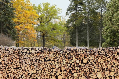 Image of Stacked cut firewood near trees outdoors. Deforestation