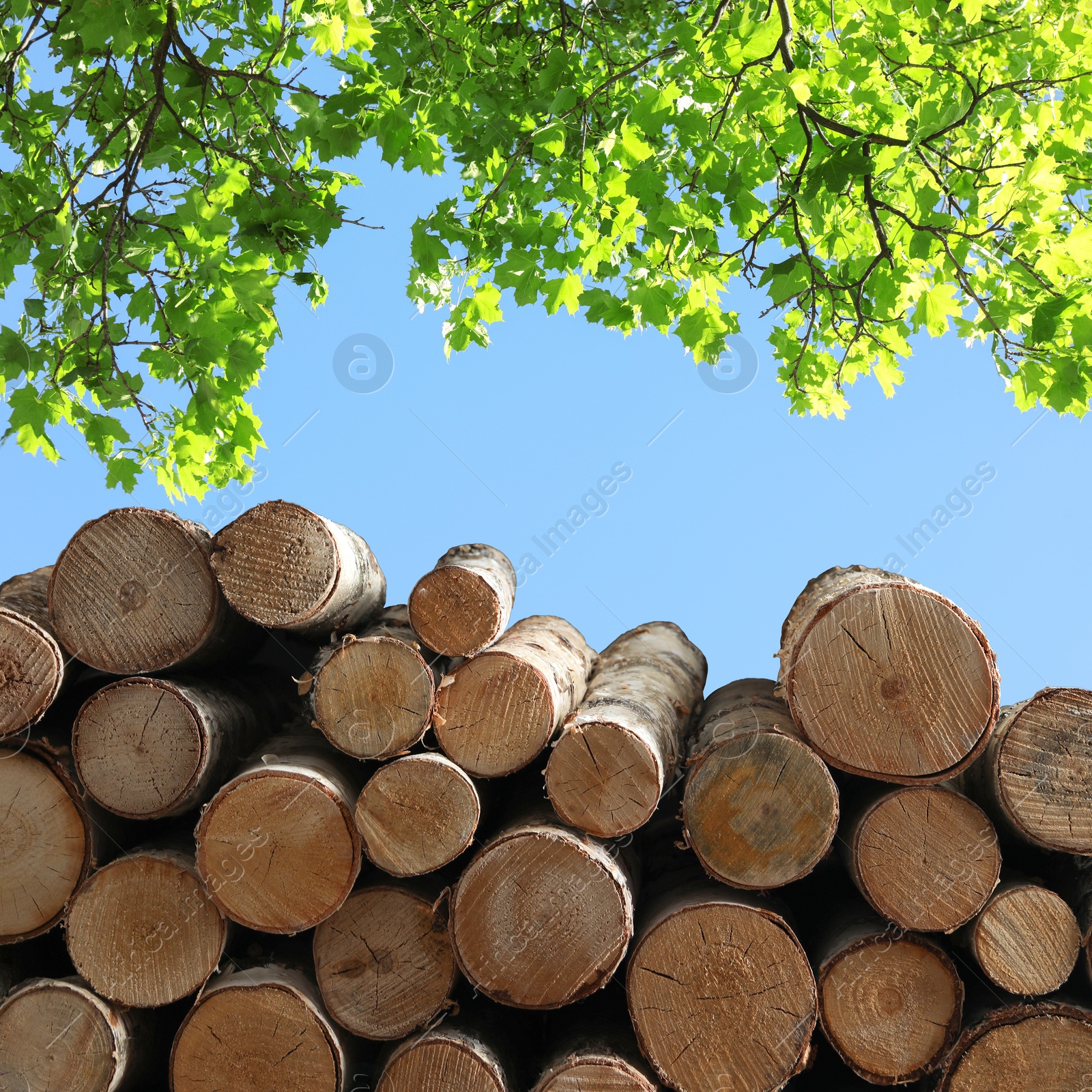 Image of Stacked cut firewood under green tree outdoors