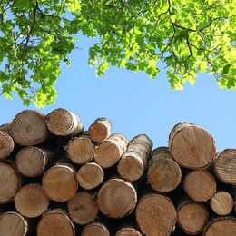 Image of Stacked cut firewood under green tree outdoors