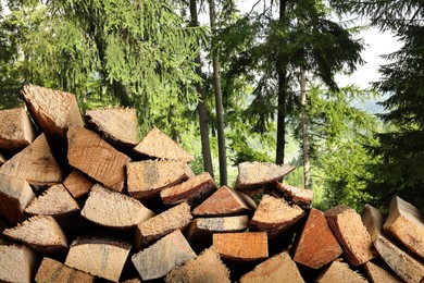 Image of Pile of cut firewood near trees in forest