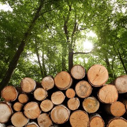 Image of Pile of cut firewood near green trees outdoors