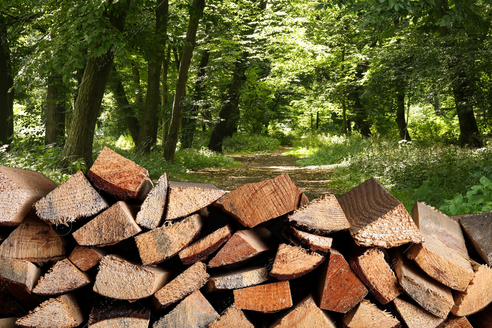 Image of Pile of cut firewood near green trees outdoors