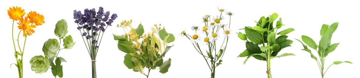 Image of Fresh chamomile flowers and other herbs isolated on white, set