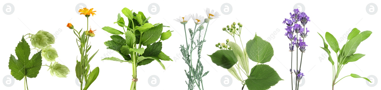 Fresh chamomile flowers and other herbs isolated on white, set Image of Fresh chamomile flowers and other herbs isolated on white, set