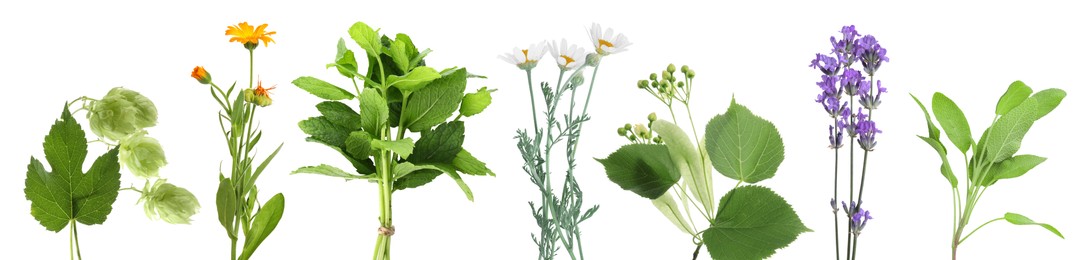 Image of Fresh chamomile flowers and other herbs isolated on white, set