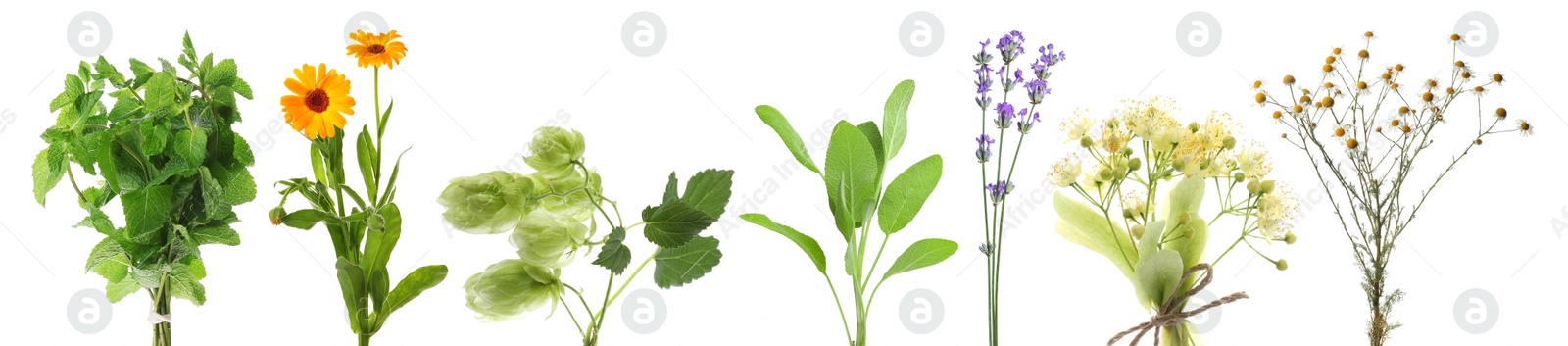 Fresh chamomile flowers and other herbs isolated on white, set Image of Fresh chamomile flowers and other herbs isolated on white, set