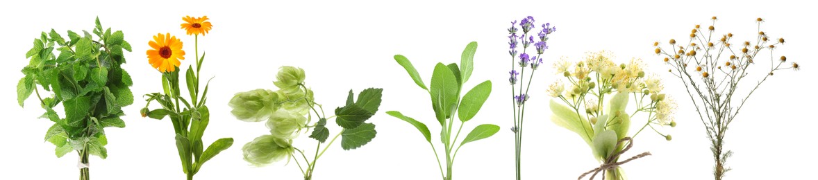 Image of Fresh chamomile flowers and other herbs isolated on white, set