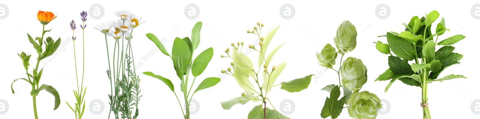 Fresh chamomile flowers and other herbs isolated on white, set Image of Fresh chamomile flowers and other herbs isolated on white, set