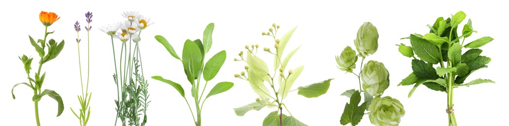 Image of Fresh chamomile flowers and other herbs isolated on white, set
