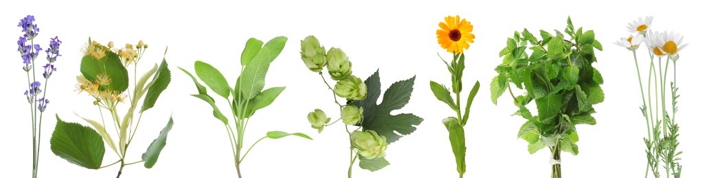 Image of Fresh chamomile flowers and other herbs isolated on white, set