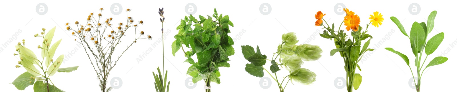 Fresh chamomile flowers and other herbs isolated on white, set Image of Fresh chamomile flowers and other herbs isolated on white, set