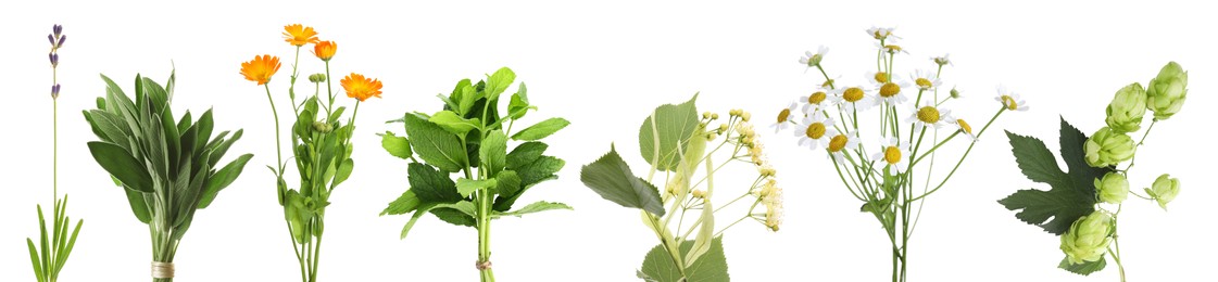 Image of Fresh chamomile flowers and other herbs isolated on white, set