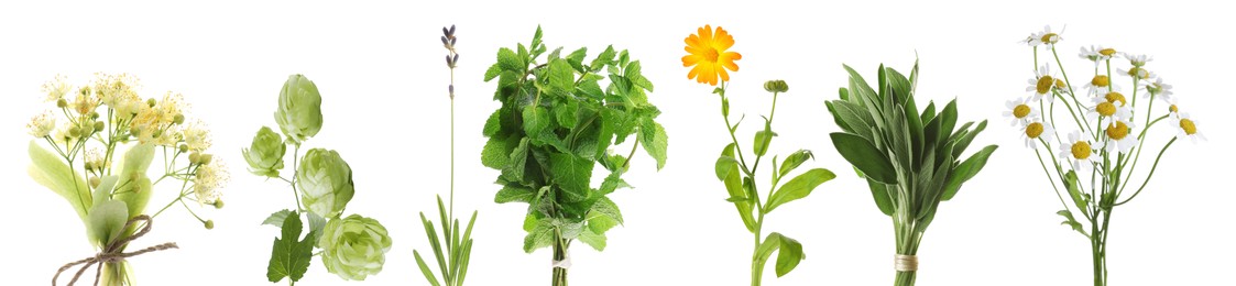Image of Fresh chamomile flowers and other herbs isolated on white, set