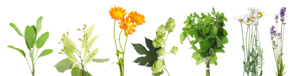 Image of Fresh chamomile flowers and other herbs isolated on white, set