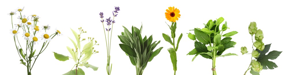 Image of Fresh chamomile flowers and other herbs isolated on white, set