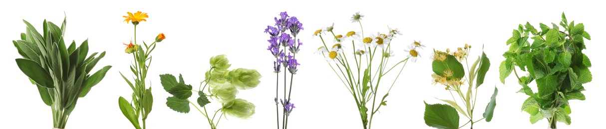 Image of Fresh chamomile flowers and other herbs isolated on white, set