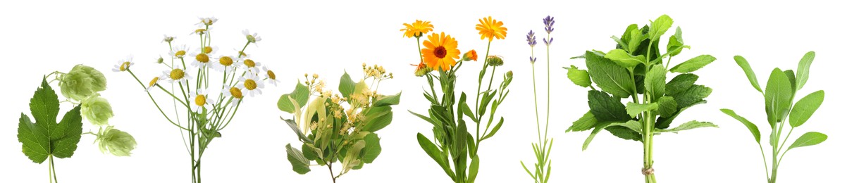 Image of Fresh chamomile flowers and other herbs isolated on white, set