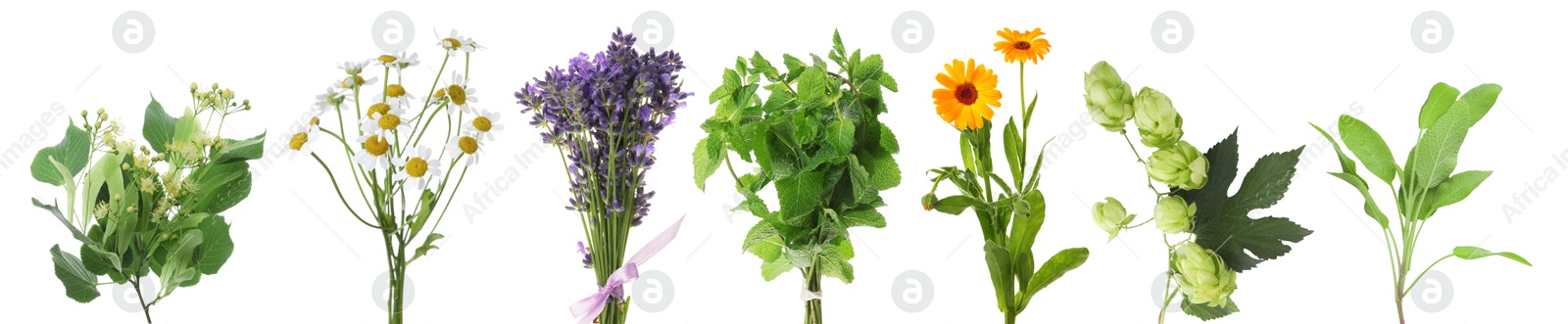 Fresh chamomile flowers and other herbs isolated on white, set Image of Fresh chamomile flowers and other herbs isolated on white, set