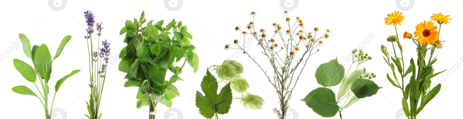Fresh chamomile flowers and other herbs isolated on white, set Image of Fresh chamomile flowers and other herbs isolated on white, set