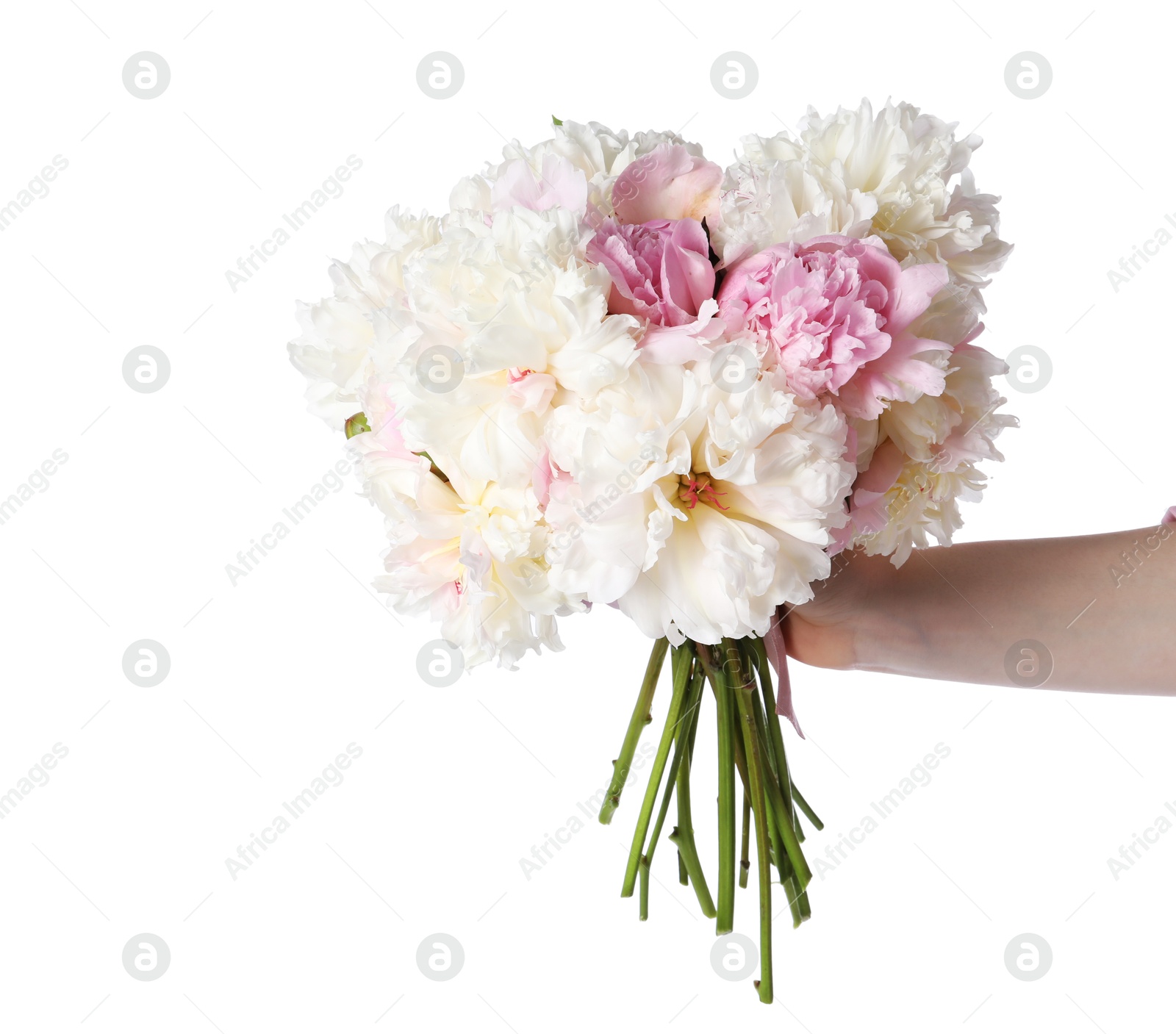 Woman with bouquet of beautiful peonies on white background, closeup Photo of Woman with bouquet of beautiful peonies on white background, closeup