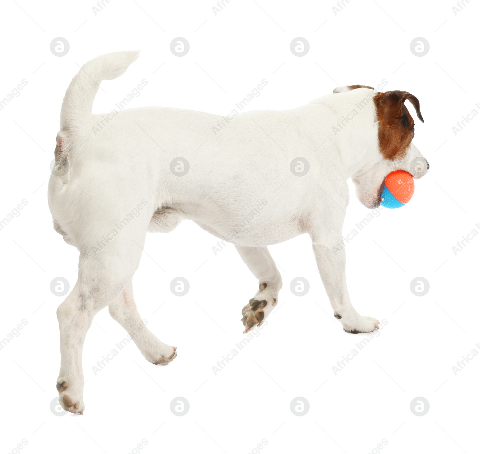 Cute dog playing with toy on white background. Lovely pet Photo of Cute dog playing with toy on white background. Lovely pet