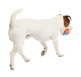 Photo of Cute dog playing with toy on white background. Lovely pet