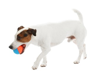 Photo of Cute dog playing with toy on white background. Lovely pet